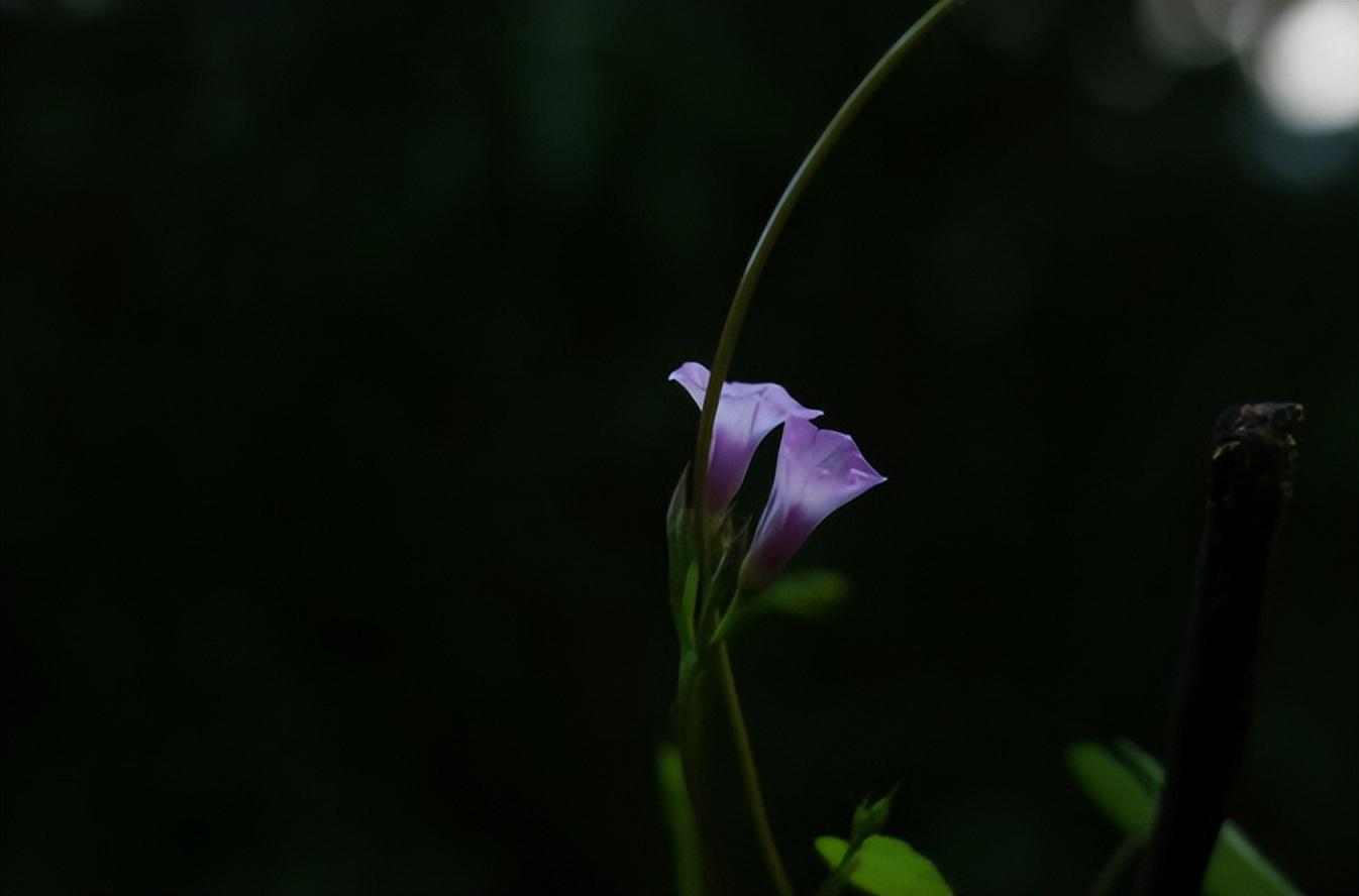 描写牵牛花的古诗大全（赞美牵牛花的经典诗句）