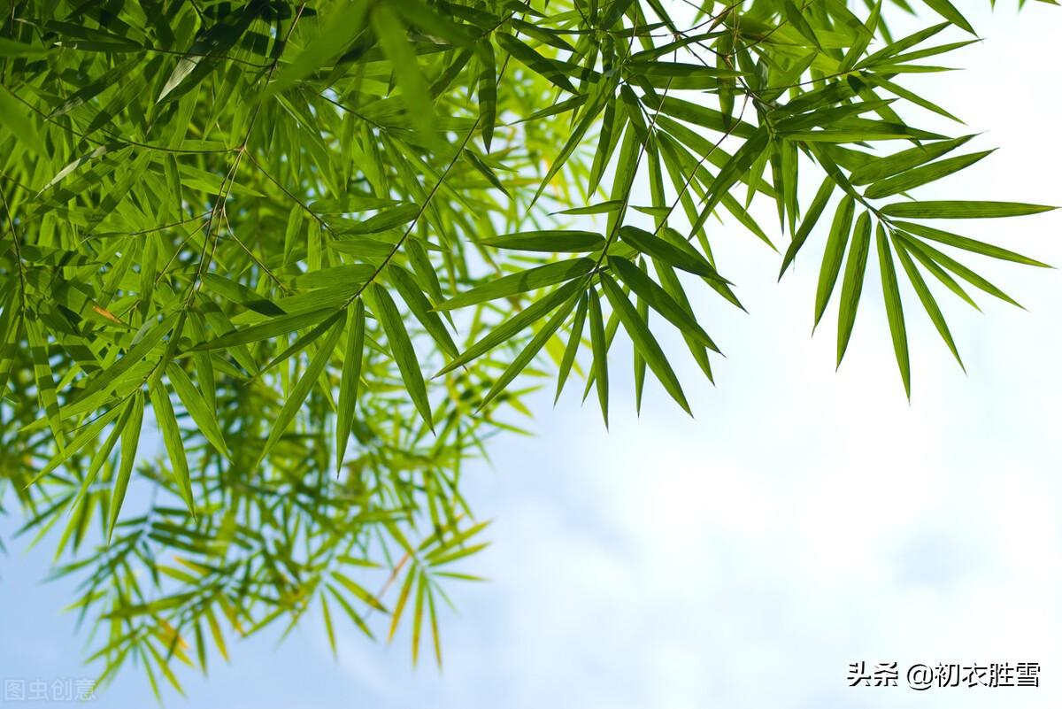 赞美夏天花盛开的诗句（描写初夏的优美古诗词）