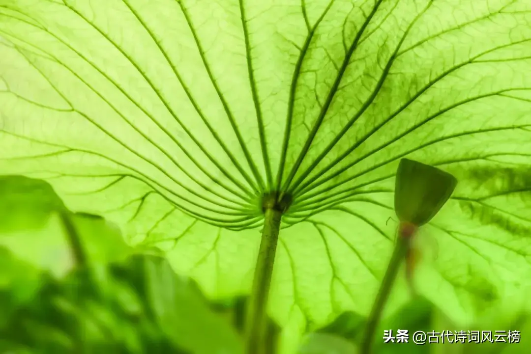 形容夏天荷花的优美诗句（荷花诗词名句）