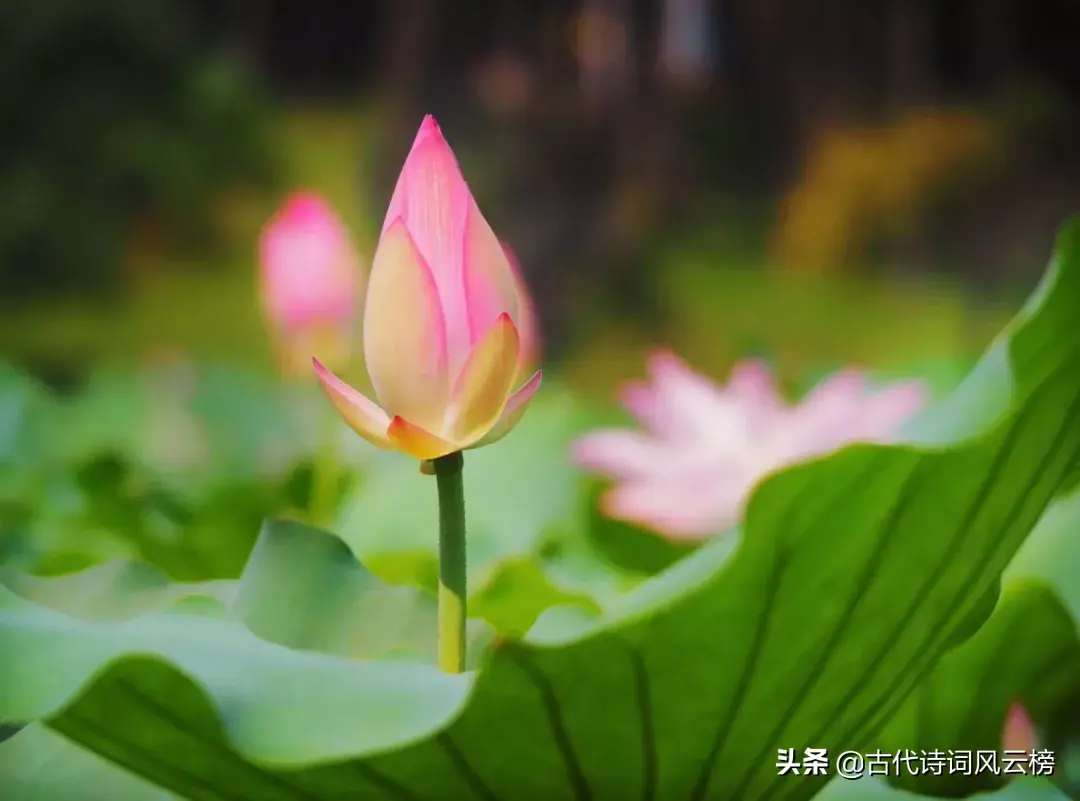 形容夏天荷花的优美诗句（荷花诗词名句）