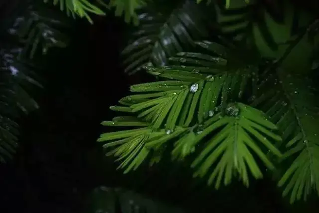 描述夏天雨后的诗词（夏天雷雨的诗句唯美）