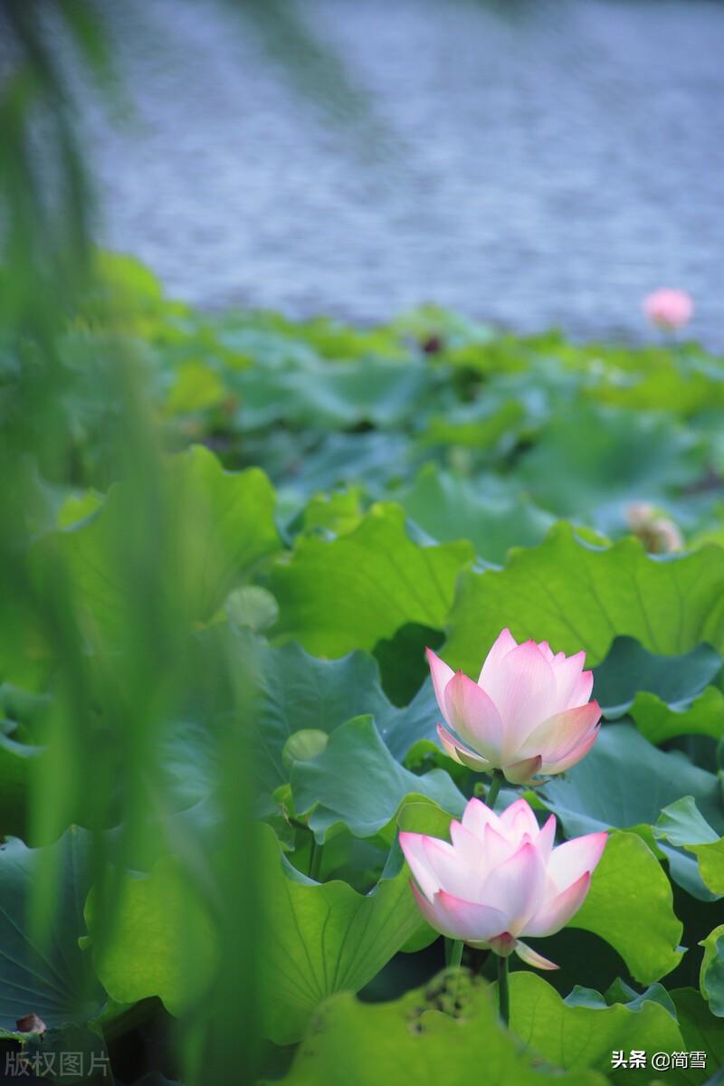 描写夏天炎热的诗句（清凉夏日的诗词）