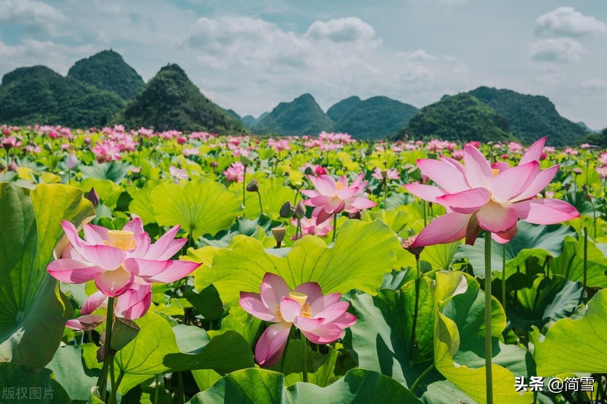 描写夏天炎热的诗句（夏日优美的诗词）