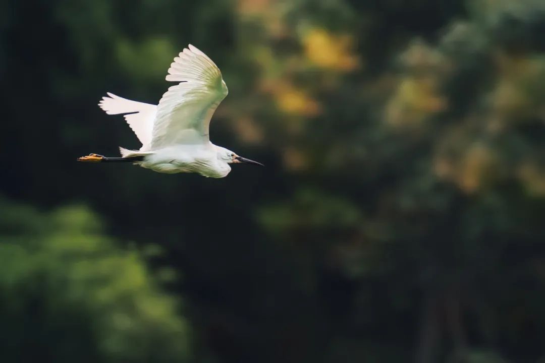 经典的咏物诗（咏物诗十首）