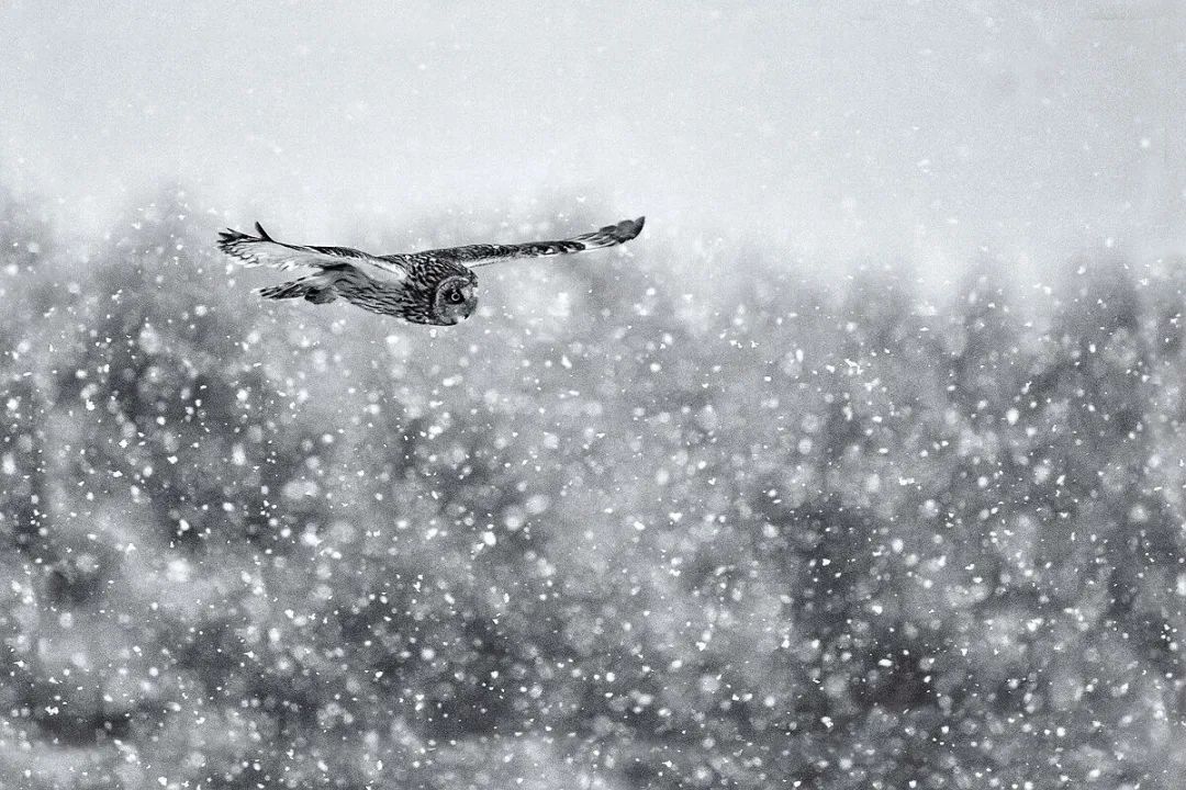 描写雪景的十首古诗词鉴赏（关于唯美雪景的诗词有）