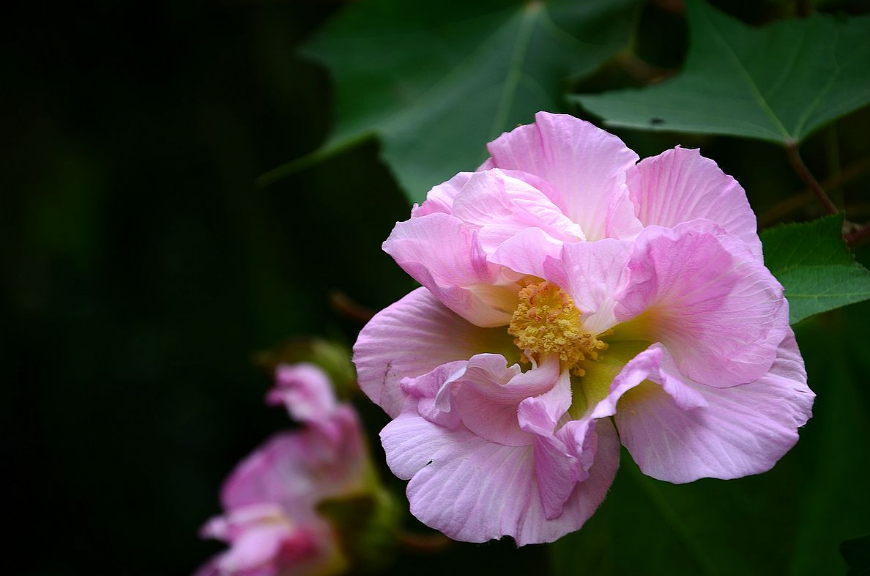 有关木芙蓉的诗词大全（赞美芙蓉的经典诗句）