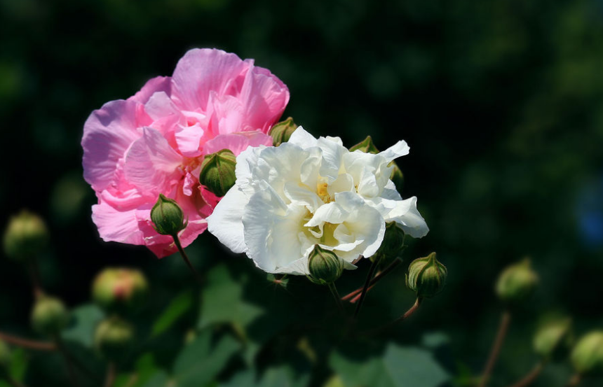 有关木芙蓉的诗词大全（赞美芙蓉的经典诗句）