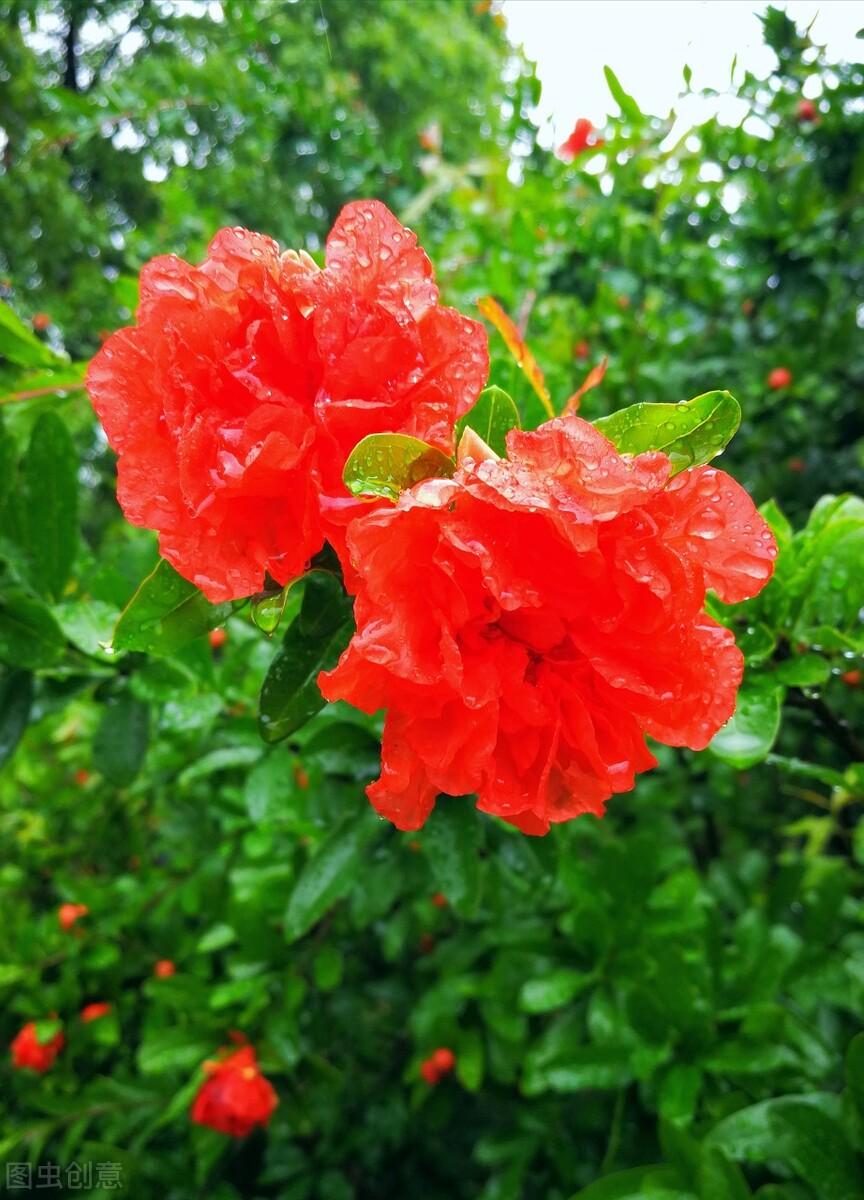 关于石榴花的诗词（有关榴花五月的诗词）