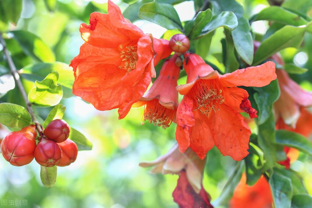 关于石榴花的诗词（有关榴花五月的诗词）