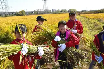 2022不挑不剩世界粮食日系列活动总结范文（珍惜饭菜世界粮食日主题宣传总结范例）