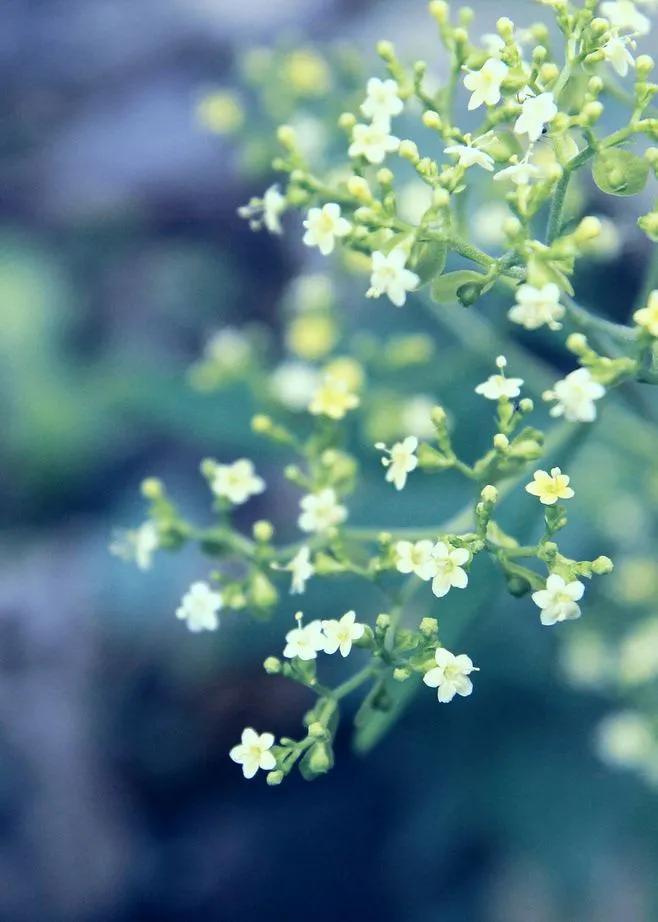 适合夏天的唯美文案（夏日宁静的唯美句子）