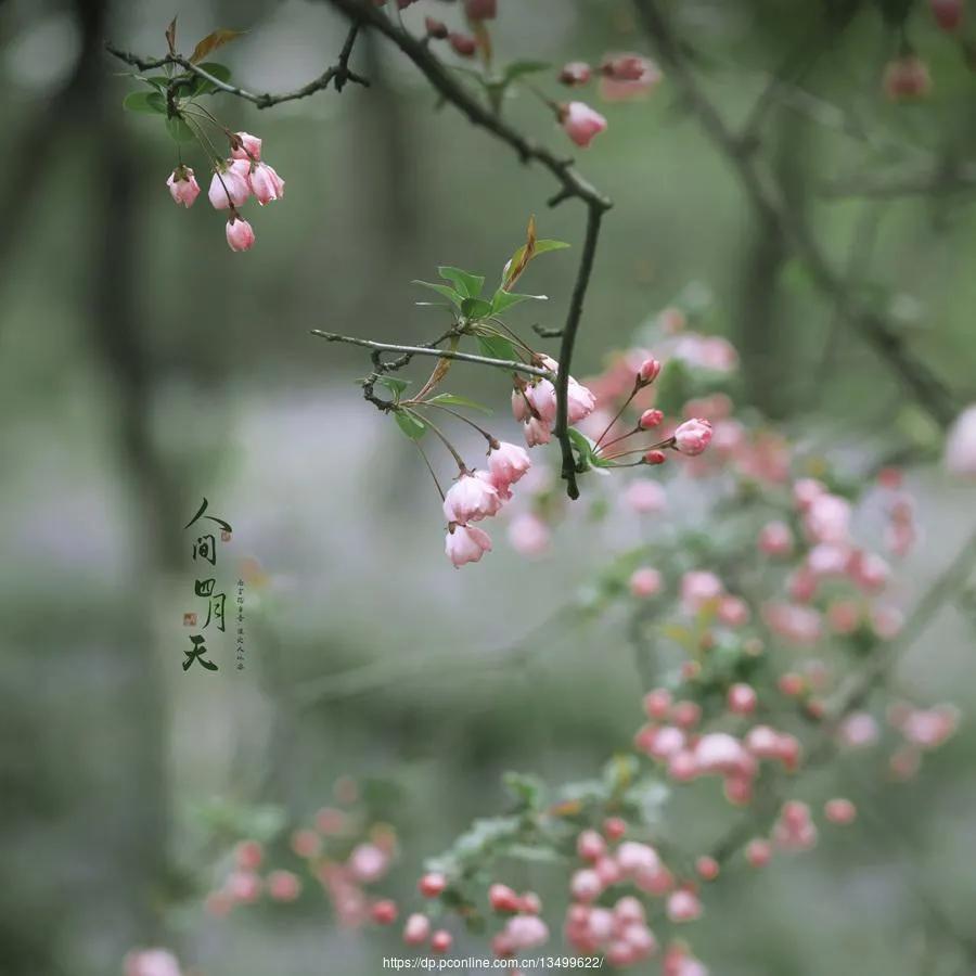 描写春天的文艺短句（关于春天的唯美句子）