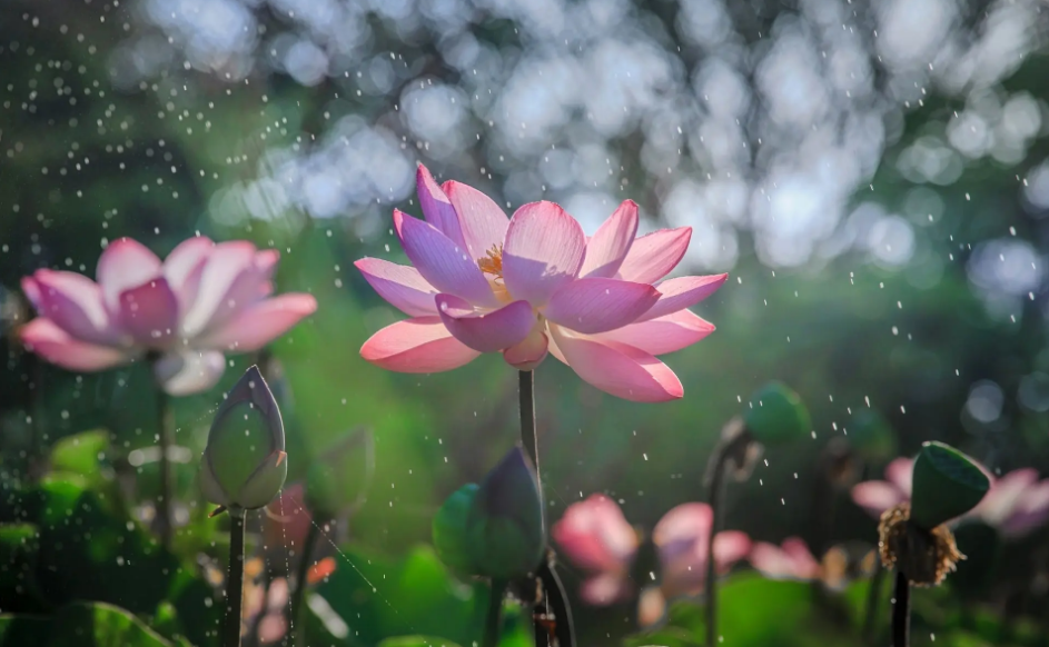 赞美夏天下雨的诗句（描写夏天雨的诗词）