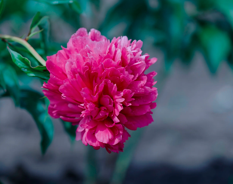 关于芍药花的诗句（芍药花的古诗词）