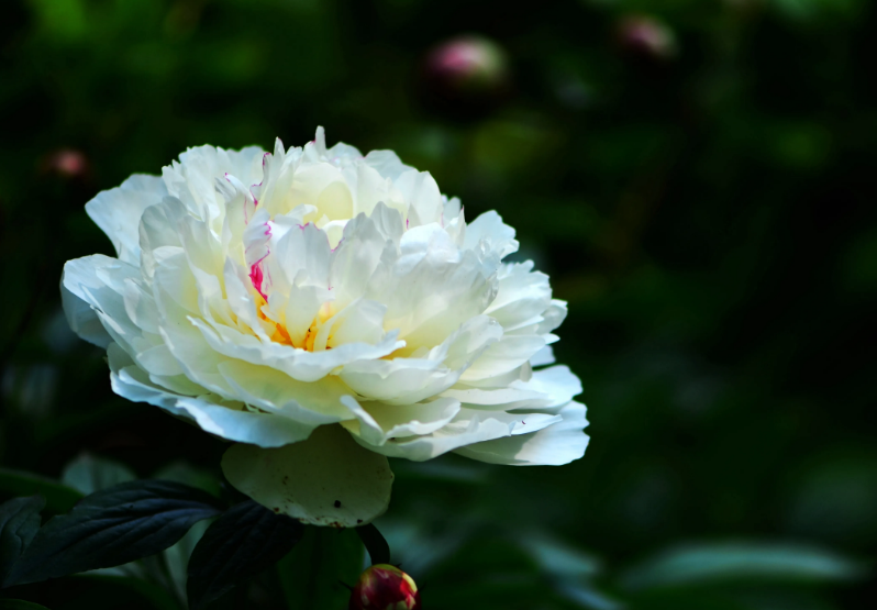 关于芍药花的诗句（芍药花的古诗词）