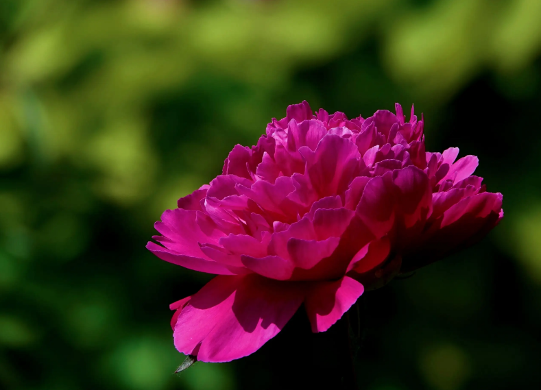 关于芍药花的诗句（芍药花的古诗词）