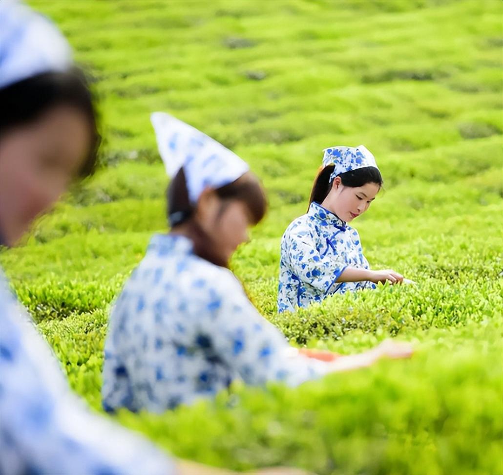 谷雨时节采茶的诗词名句（采茶的优美诗句）