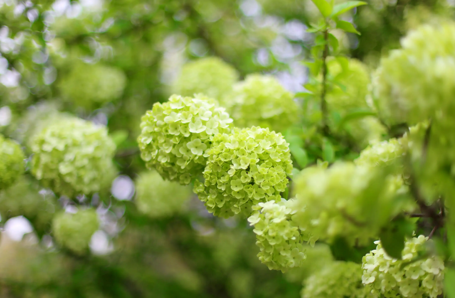 绣球花的诗词典故（关于夏日绣球花的诗句）