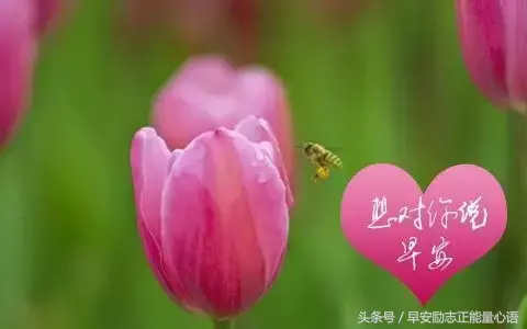 早安暖心祝福短句（祝你天天高兴，高兴永远）