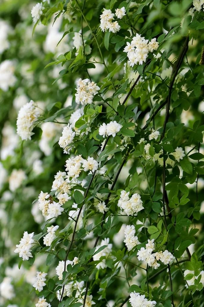 关于木香花的诗词（赞美木香花的优美诗句）