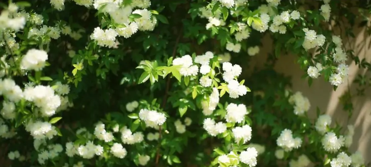 关于木香花的诗词（赞美木香花的优美诗句）