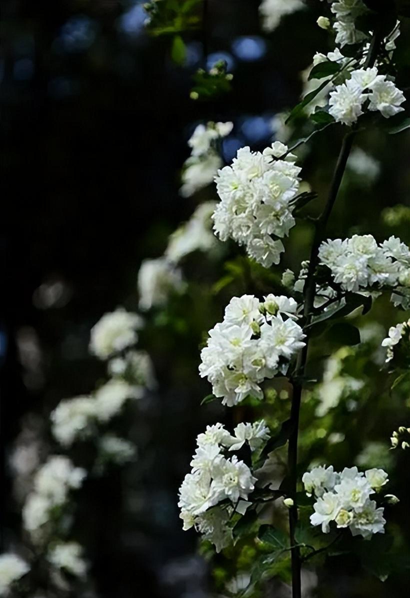 关于木香花的诗词（赞美木香花的优美诗句）