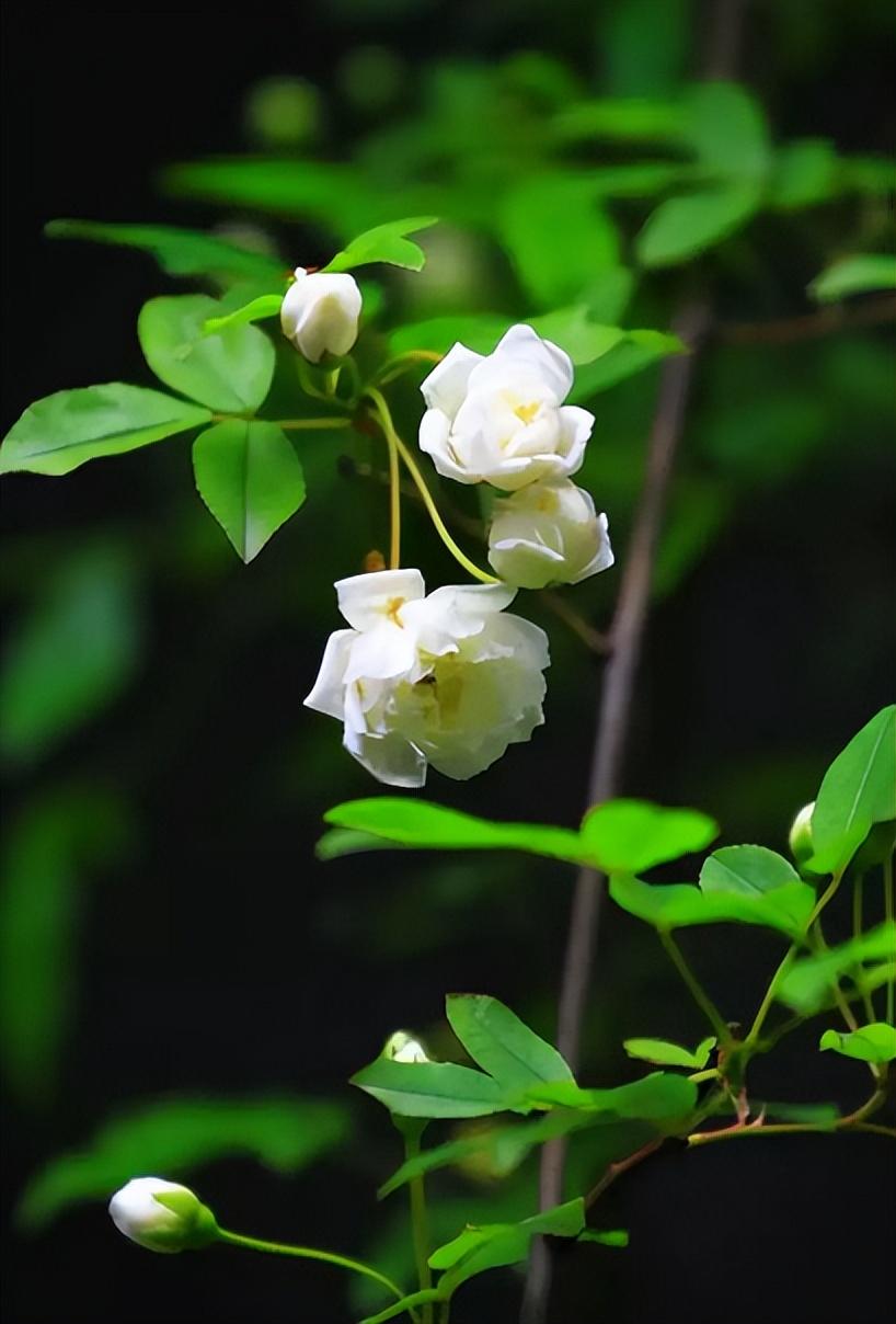 关于木香花的诗词（赞美木香花的优美诗句）