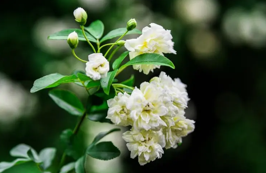 关于木香花的诗词（赞美木香花的优美诗句）