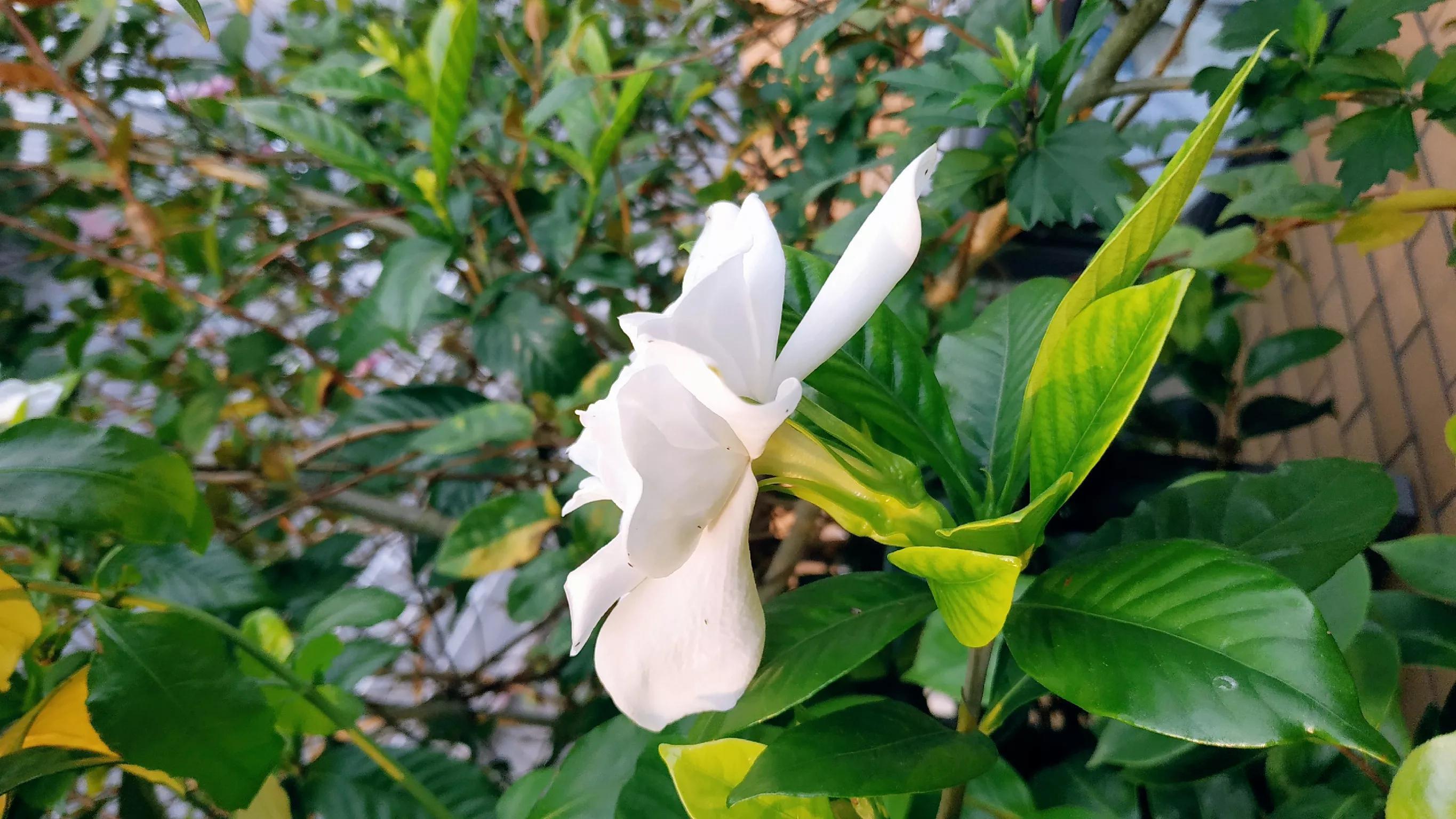 形容花朵绽放的唯美诗句（夏日赏花诗词）