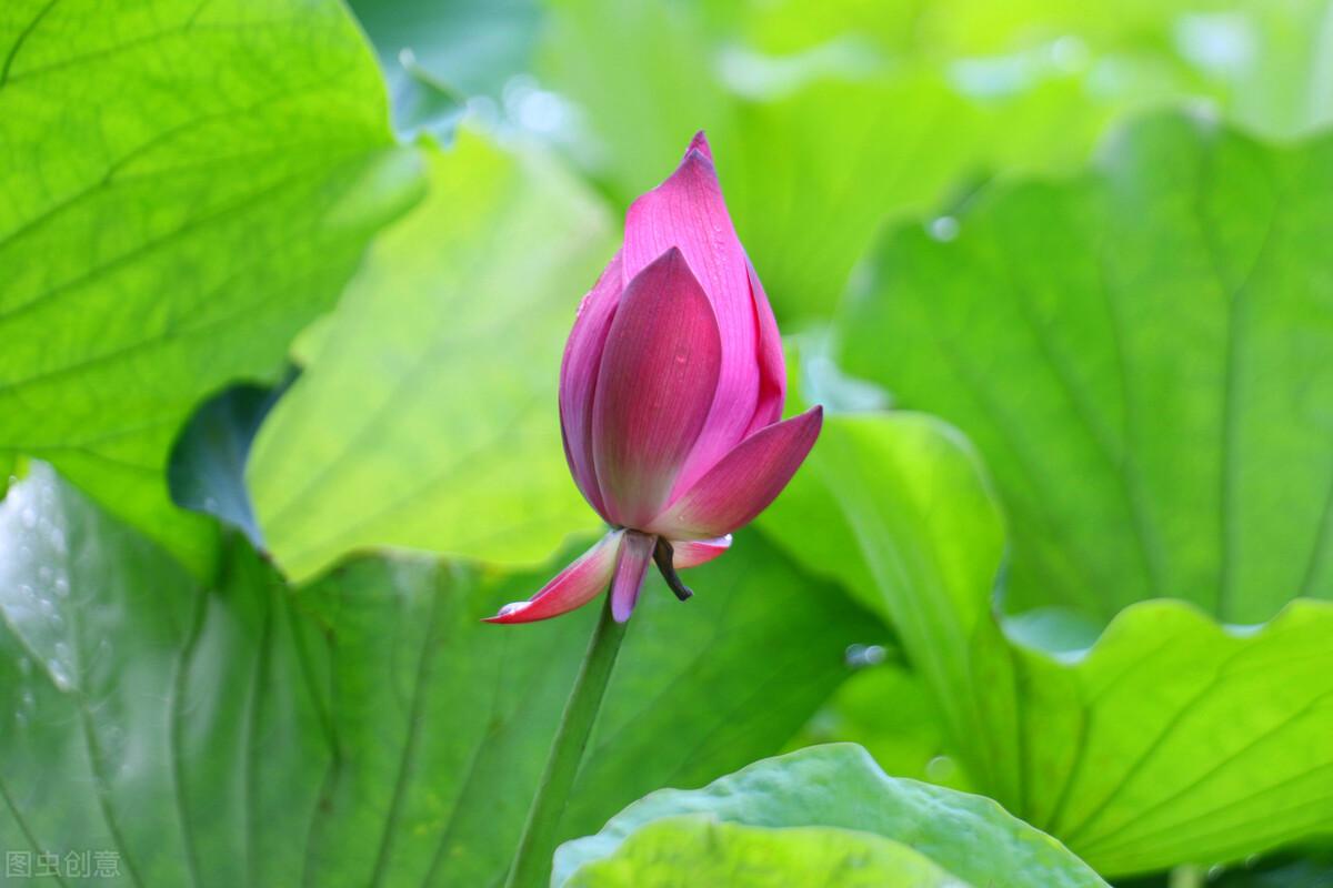 关于入伏的朋友圈祝福文案（入伏节气的祝福语大全）