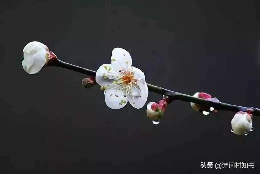 描写梅花经典的诗词句（赞美梅花的唯美诗句）