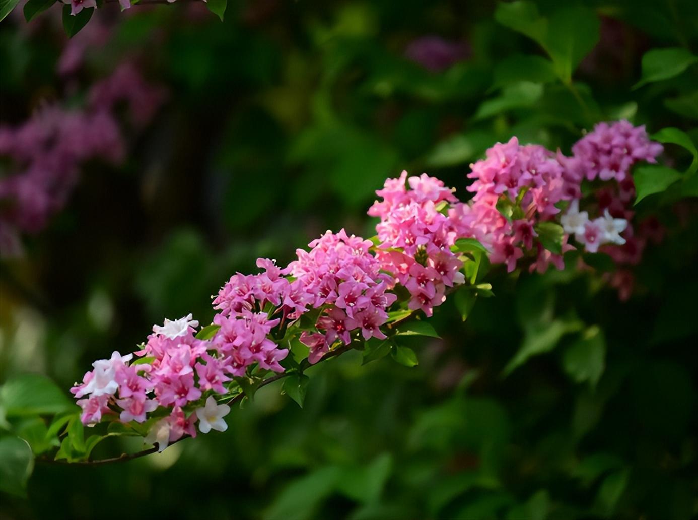 描写锦带花的诗句（锦带花的寓意和象征意义）