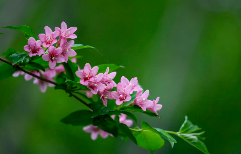 描写锦带花的诗句（锦带花的寓意和象征意义）