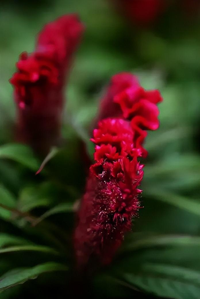 赞美鸡冠花的古诗(表达鸡冠花开放的诗句)