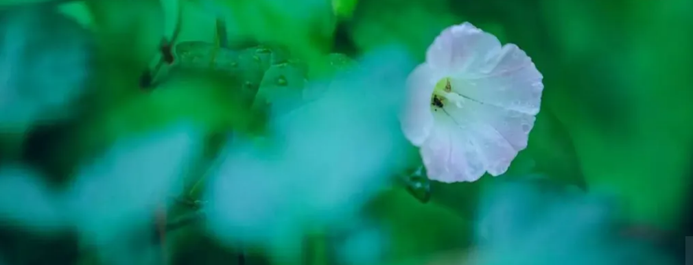 关于初夏雨的诗句（描写初夏雨天的经典古诗）