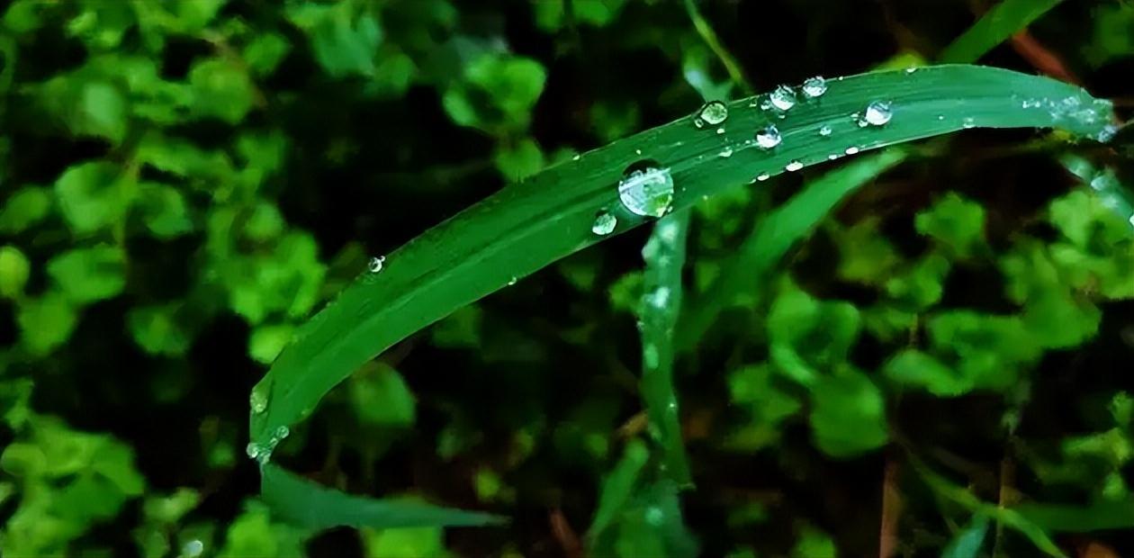 关于初夏雨的诗句（描写初夏雨天的经典古诗）