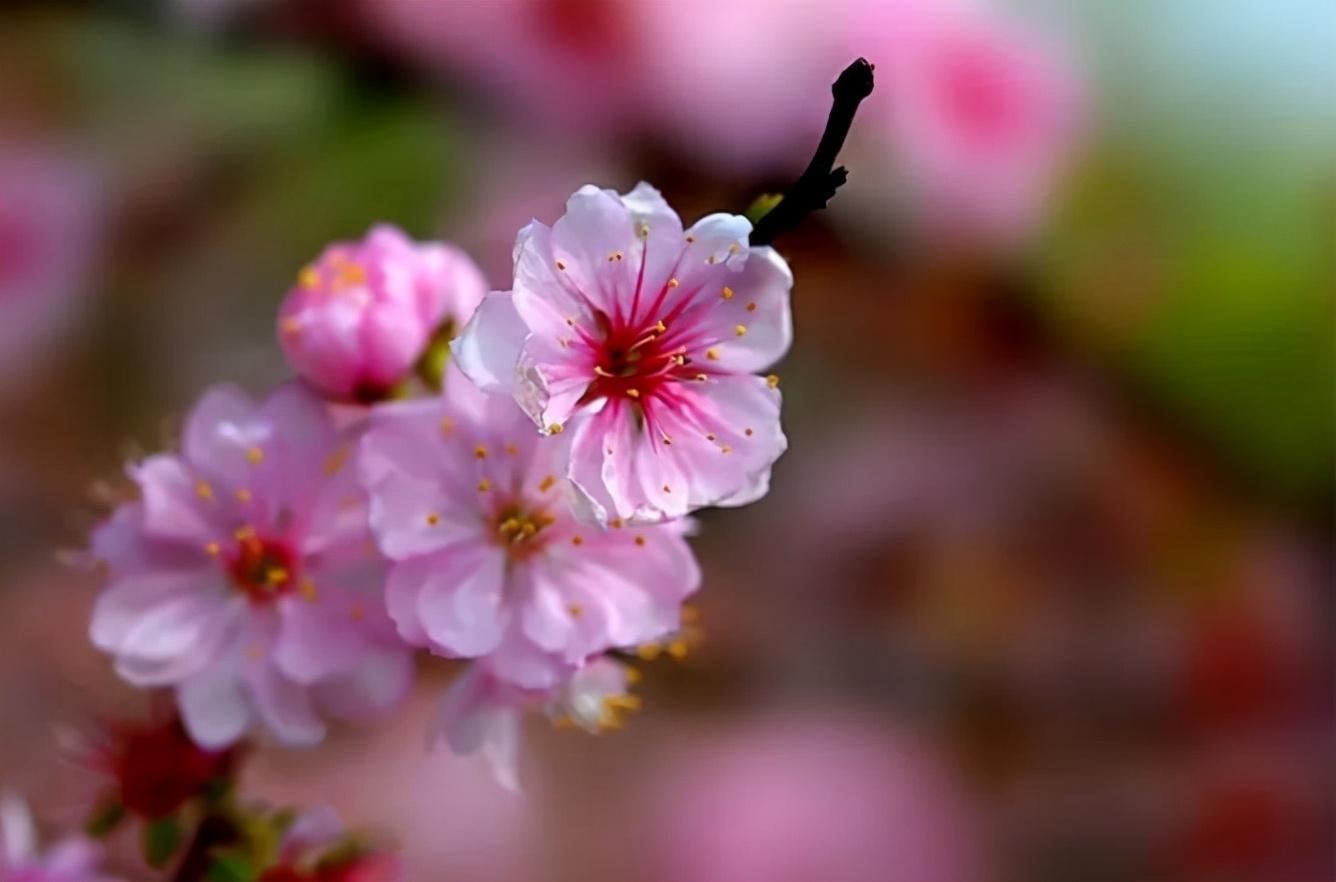 关于郁李花的古诗句（郁李花的古诗鉴赏）