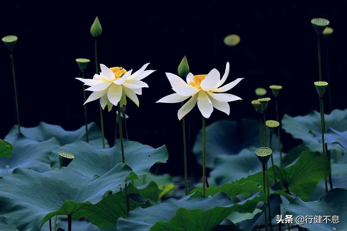 描写夏天的古诗名句（夏夜十二首著名诗词）