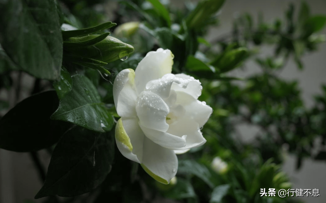 有关著名的十首夏雨诗词（聆听夏雨的诗句）