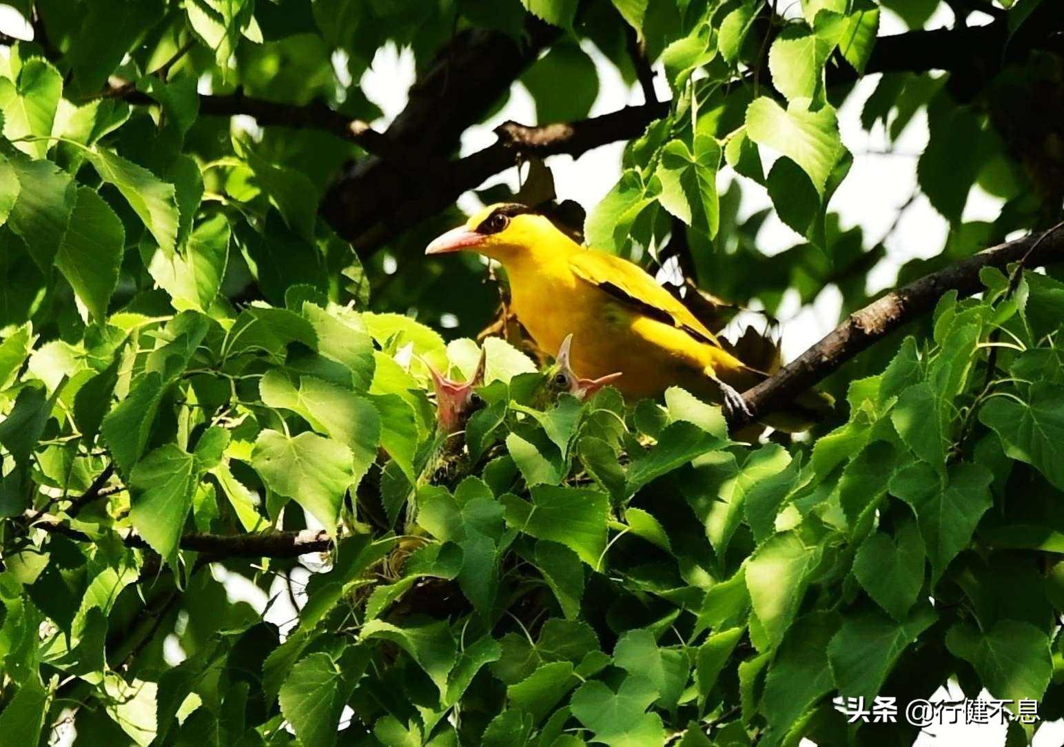 有关著名的十首夏雨诗词（聆听夏雨的诗句）