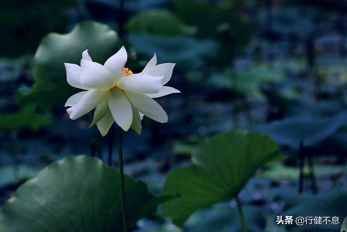 描写夏风的诗句古诗（夏风情怀的诗词）