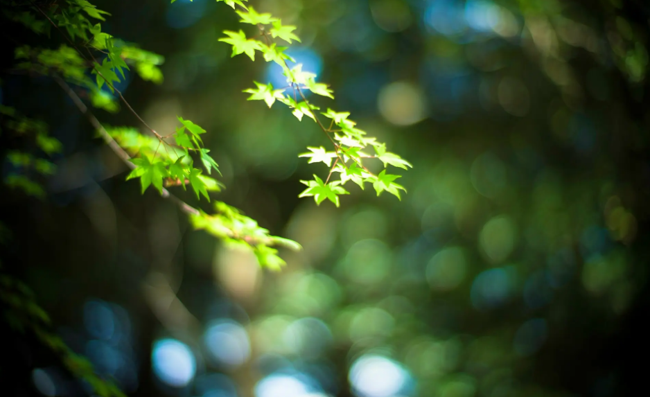 关于初秋的诗词鉴赏（夏末初秋的诗句）