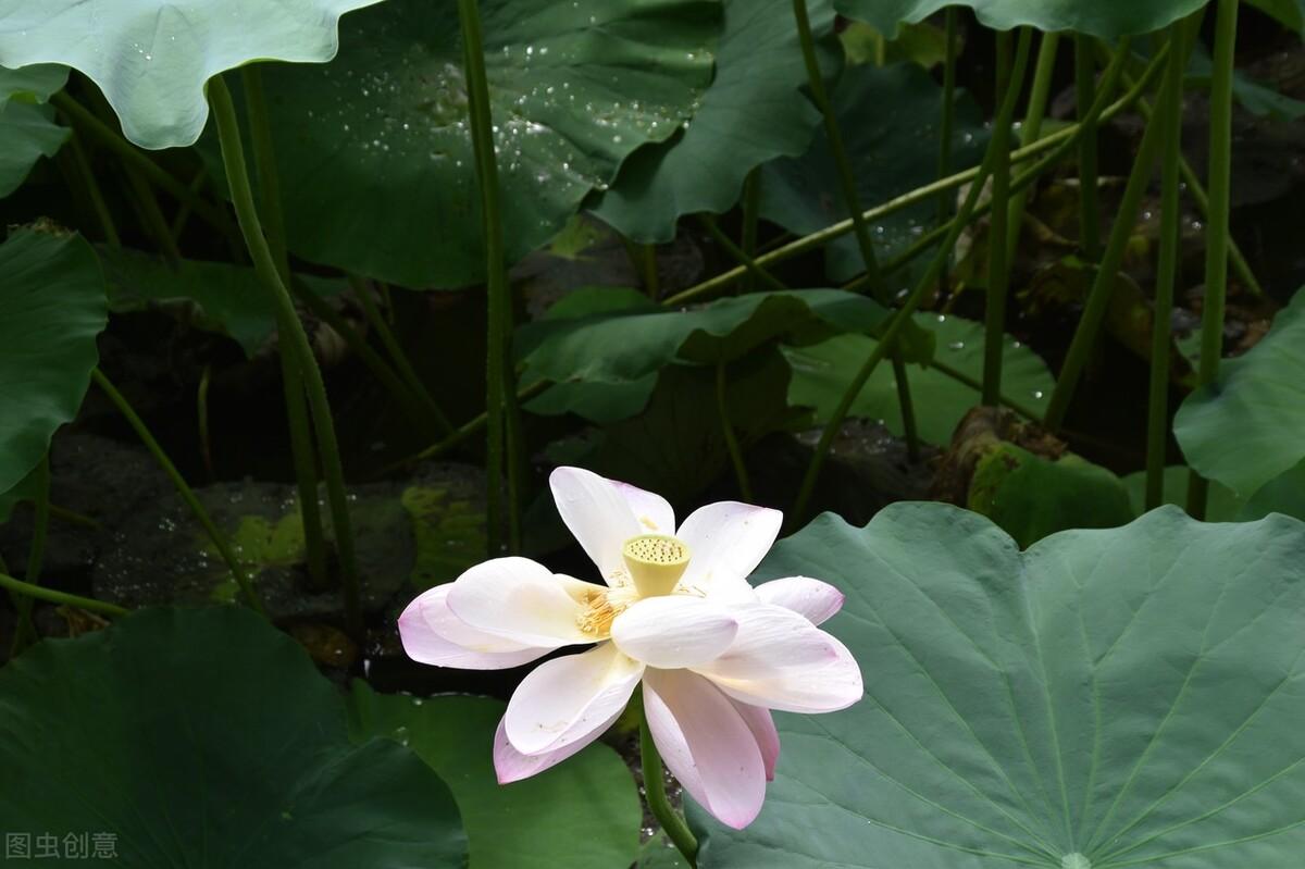 意境很美的古诗词（浪漫到骨子里唯美诗句）