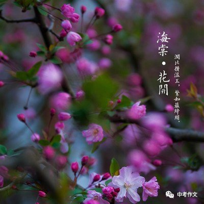 细品海棠优秀作文800字范文（此花无香胜有香）