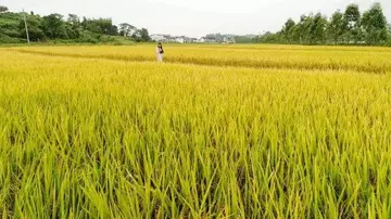 有关稻田的优秀作文赏析（阳光下的油菜花熠熠生辉）