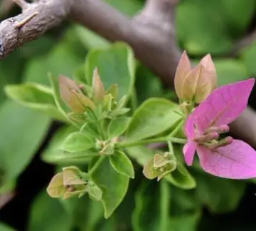 叶子花开作文1000字范文（似有所思，似有所得）