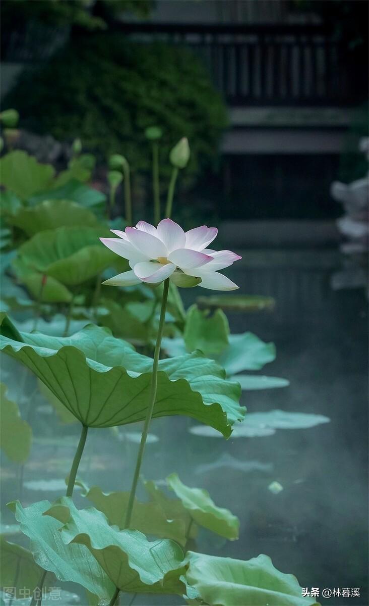 夏日荷花诗词大全（荷花意境的诗句）