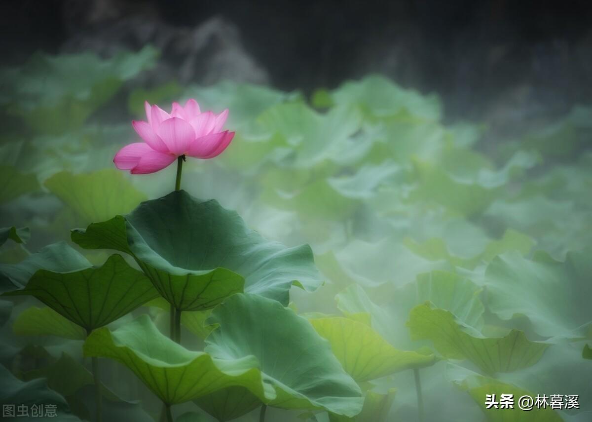 夏日荷花诗词大全（荷花意境的诗句）