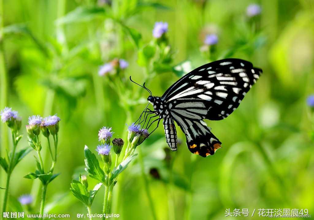 关于蝴蝶诗词名句鉴赏（你若盛开，蝴蝶自来）