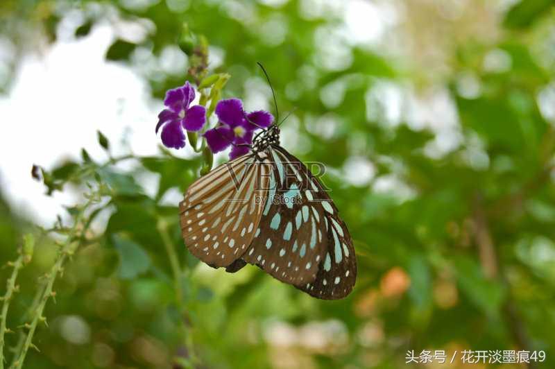 关于蝴蝶诗词名句鉴赏（你若盛开，蝴蝶自来）